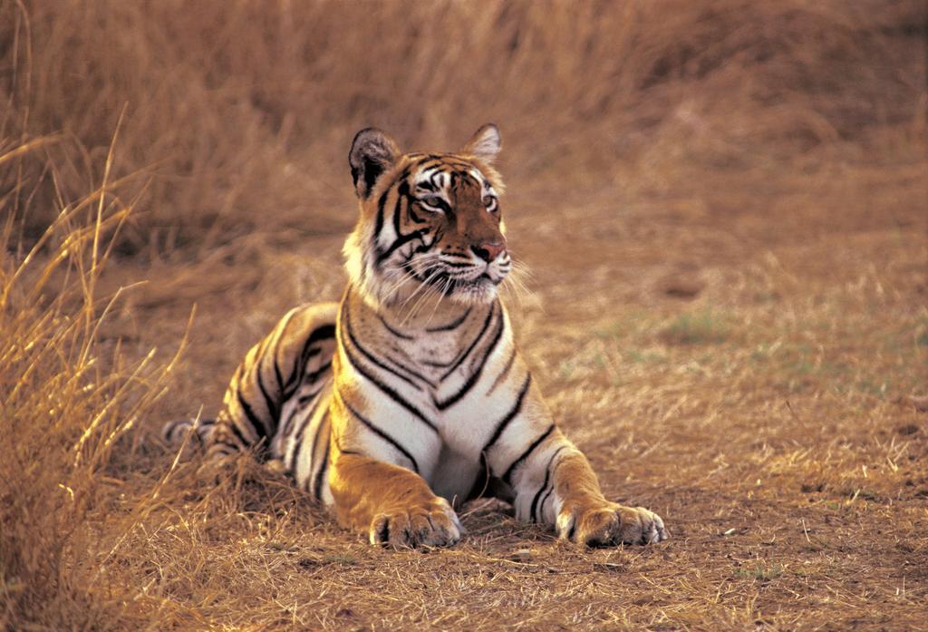 The Oberoi Vanyavilas Wildlife Resort, Ranthambhore Sawai Madhopur Εξωτερικό φωτογραφία